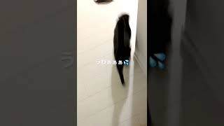 飼い主を待ち伏せして驚かす猫A cat that ambushes and surprises its owner