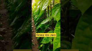 নিজের পান ক্ষেত #shorts #mohon