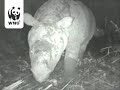 javan rhino makes wild video appearance