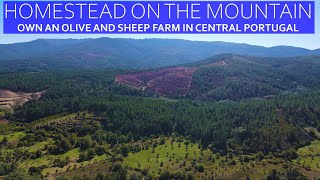 MOUNTAIN HOMESTEAD FOR SALE - SHEEP AND OLIVE FARMING FUNDAO, CENTRAL PORTUGAL
