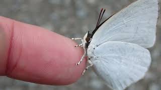 How to catch butterfly with bare hand.ウラギンシジミの吸汁