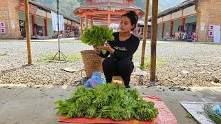 Harvest green mustard greens to sell. Daily life of a single mother