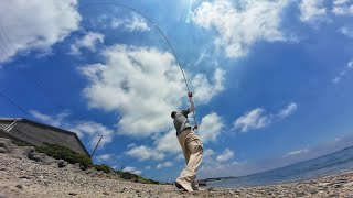 近投で連掛け！遠投で良型！シロギスパラダイス♪