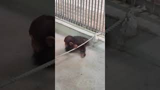 静寂の夏♠⑧チンパンジー・モコイチくん★ロープと模擬戦・Chimpanzee・・・沖縄こどもの国・Okinawa Zoo \u0026 Museum(20210717)