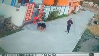 German shepherd vs Rottweiler fighting