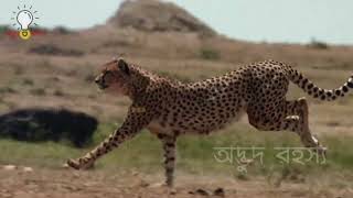 যখন শিকারির ওপর শিকার ভয়ংকর ভাবে ক্ষেপে যায়। এমন লড়াই সারা জীবনেও দেখিনি।