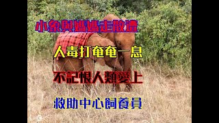 小象與媽媽走散遭人毒打奄奄一息，不記恨人類愛上救助中心飼養員