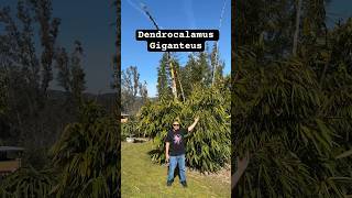 Dendrocalamus Giganteus “Dragon Bamboo” 🐉🎋❤️ #bamboo #dendrocalamus #giganteus #gardening #eatable