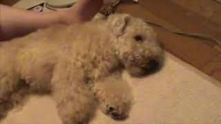 眠そうなレイクランドテリア lakeland terrier Chomos【チョモーズちゃん】