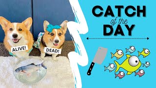Talking Dog SAVES Fish! #shorts #corgi