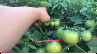 150 days of caring for tomato, bean, potato, and cabbage gardens