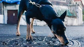 【穷电影】狗狗闻井盖不愿离开，警察感觉异常打开一看，看到了真正的绝望炼狱