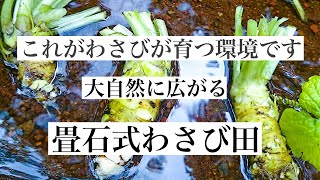 ワサビ田の清水。ワサビ山のせせらぎ。（水わさび）【ワサビ山篇その3】