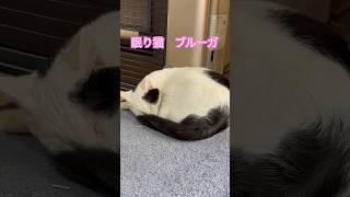 ネコと子ネコとおじさん　眠り猫ブルーガみっけ　#short #cat #cats #ねこのいる生活 #ねこ #猫 #保護猫 #ブルーガ