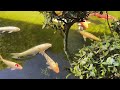 itsukushima shrine and miyajima historical museum koi pond miyajima hiroshima