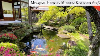 Itsukushima Shrine and Miyajima Historical Museum koi pond (Miyajima, Hiroshima)