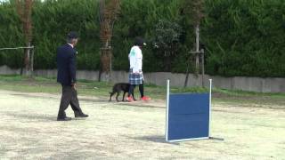 20111103 京都訓練競技会　紐付き脚側行進