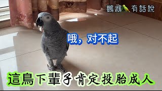 【鸚鵡學舌】 咬到主人後居然知道說“對不起”，這小鳥成精啦！＃非洲灰鸚鵡🦜＃parrot