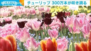 300万本のチューリップが咲き誇る　富山・砺波市(2024年4月30日)