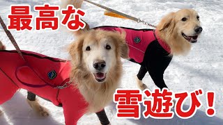 【犬雪遊び】大はしゃぎなゴールデンレトリバー姉妹！