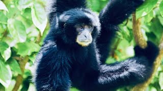 5 Fun Facts About The Siamang