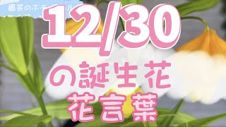 12/30の誕生花と花言葉【園芸のぶチャンネル】【１２月】【３０日】【ガーデニング】【雑学】【トリビア】【サンダーソニア】