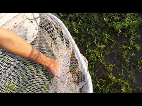 Attempting to Catch Baby Turtles Attempting to Catch Baby Turtles