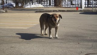 В Ухте некому ловить бездомных собак