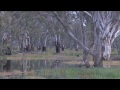 The History of Yanga Wetlands | NSW National Park