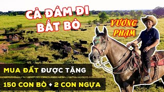 Vuong Pham Mua Đất Được Tặng 150 Con Bò và 2 Con Ngựa - Cả Đám Đi Bắt Bò