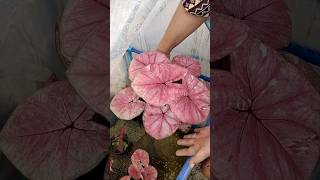 มาดูว่า7วันไม่ดูแลบอนสียังสวยไหม#บอนสี#plants #caladium #caladiumlovers #ราชินีใบไม้#ฟีด#ล้านวิว