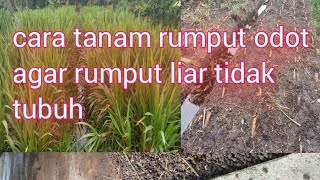 cara tanam rumput odot