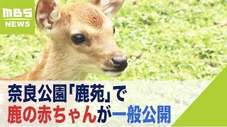 ６５頭が誕生！奈良公園「鹿苑」で鹿の赤ちゃんが一般公開　公園デビューは７月予定（2022年6月1日）