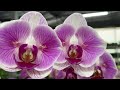 Теплица son ya orchids потрясающие бабочки