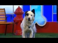 Dogs Got Talent - Dogs Rule! Cats...Not So Much - Disney Channel Official