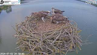 Manton Bay Ospreys - The story of 1R0 - See him growing up day by day