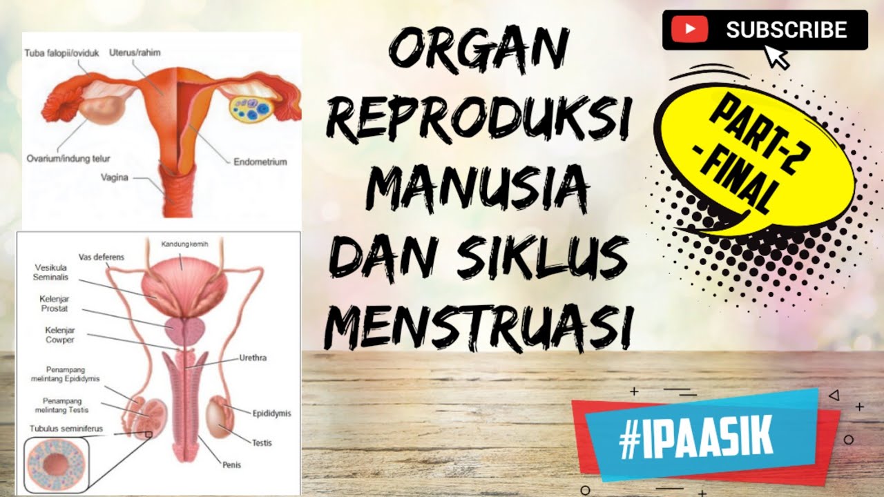 Sistem Reproduksi Manusia Kelas 9 - Paket Internet Murah