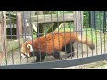 2018年7月21日 9 47 釧路市動物園 レッサーパンダ コーアイのお散歩