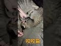 马铃薯咬咬篇 猫と生きる幸せ 猫がいて幸せ cute cat 幸福感 pets 幸せを呼ぶ 幸せ 動物 kitten