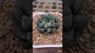 Haworthia Mirrorball Type-T Variegated #plants #haworthia #succulent