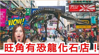 【旺角】有恐龍化石店? 週末親子好去處 Fossil found in Mongkok?