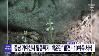 충남 가야산서 멸종위기 '백운란' 발견…10여촉 서식/대전MBC