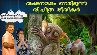 വംശനാശം നേരിടുന്ന വിചിത്ര ജീവികൾ ANIMAL WORLD MALAYALAM  | MINHA FATHIMA