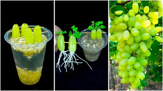 Amazing idea for grow grape plant at home from fruits || Water method for planting