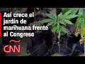 Conoce el jardín de cannabis frente al Congreso mexicano