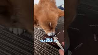 包装が高級すぎて苦戦するコーギー犬コナン #こぎちゅーばーコナン