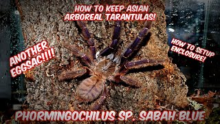 Arboreal Tarantula care - Phormingochilus sp. sabah blue