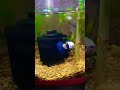 Feeding my Plakat Betta Fish