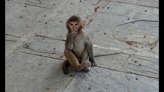 Kathmandu Monkeys at Swayambhu Mahachaitya (Monkey Temple) - Nepal