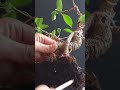 Removing bad soil from ficus bonsai #ficusbonsai #bonsai #repotting  #bonsaitree #shorts